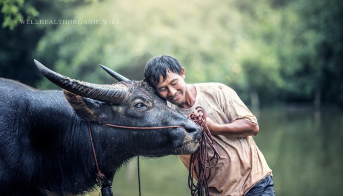 wellhealthorganic buffalo milk tag