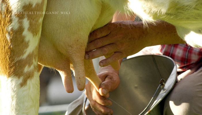 cow milk benefits