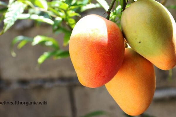 mango increases weight