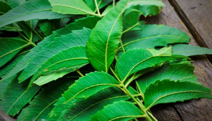 benefits of neem tree in hindi