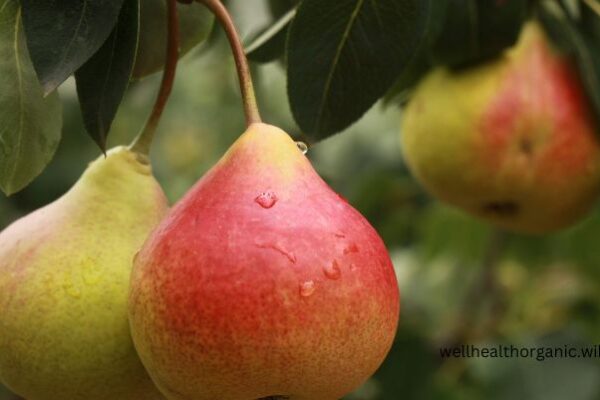 pear fruit benefits in hindi