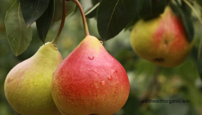 pear fruit benefits in hindi