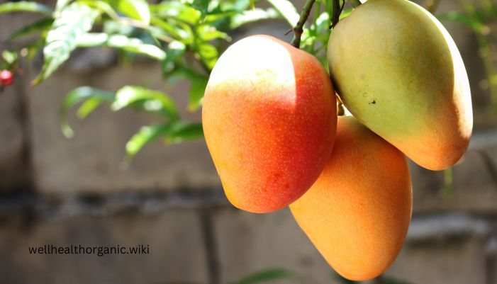 mango increases weight